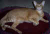 Carlos 003[2]a.jpg (35237 tavu(a))