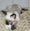 H5-021009.JPG (29920 tavu(a))