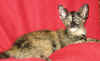 K1-200107.jpg (44151 tavu(a))