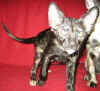 K3-200107.jpg (43835 tavu(a))