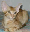big-warrior_060505a.jpg (46481 tavu(a))