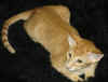 buddy_050505e.jpg (41736 tavu(a))