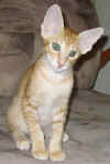 buddy_220405b.jpg (35342 tavu(a))