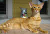 carlos-210606a.jpg (34709 tavu(a))