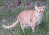 hansel2011.JPG (88968 tavu(a))