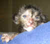 kilppari_281005a.jpg (39769 tavu(a))