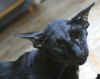 lenni_1.jpg (26342 tavu(a))