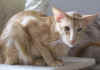 papatti-842011a.jpg (143906 tavu(a))