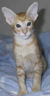pentu105.JPG (28049 tavu(a))