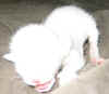 pienempi_221005.JPG (23850 tavu(a))