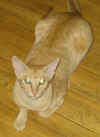 pupu0708a.jpg (42578 tavu(a))