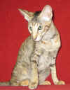 siiri-080406a.jpg (38322 tavu(a))