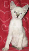 simskutytt�-091205a.jpg (35998 tavu(a))
