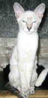 simskutytt�-20106a.jpg (33979 tavu(a))