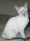 simskutytt�-270106a.jpg (28896 tavu(a))