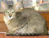 thelma-170406a.jpg (43048 tavu(a))