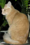 toffo2512a.JPG (33573 tavu(a))