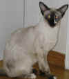 viivi_020505b.jpg (28535 tavu(a))